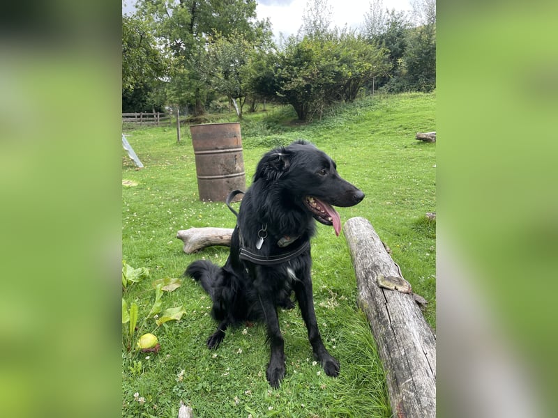 Hovawart-Border Collie Mischling