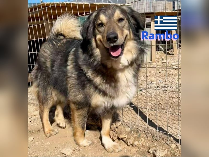 Rambo - sozial und lernwillig