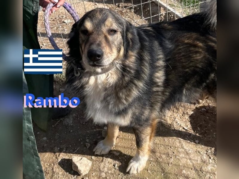 Rambo - sozial und lernwillig