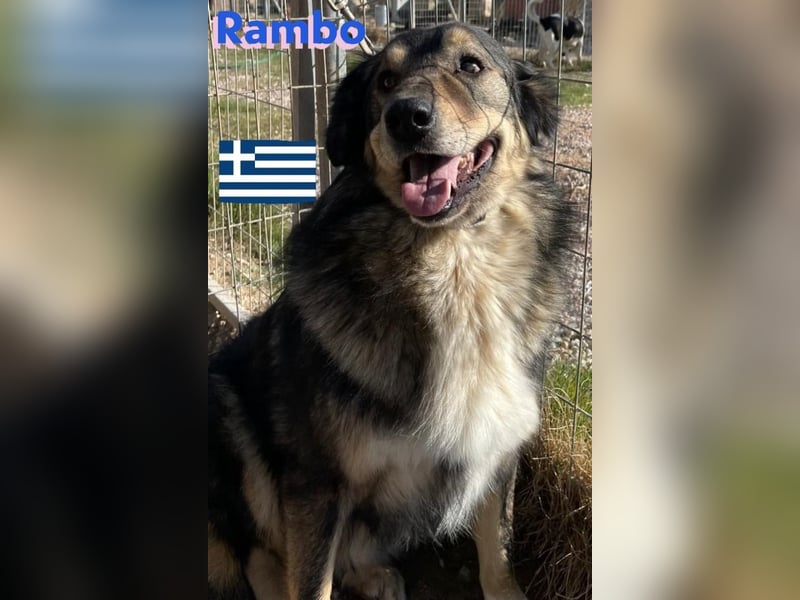 Rambo - sozial und lernwillig