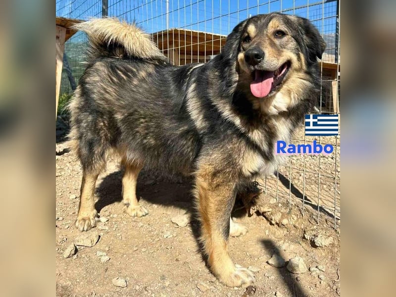 Rambo - sozial und lernwillig