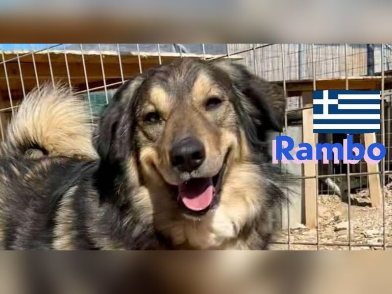 Rambo - sozial und lernwillig