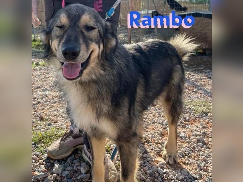 Rambo - sozial und lernwillig