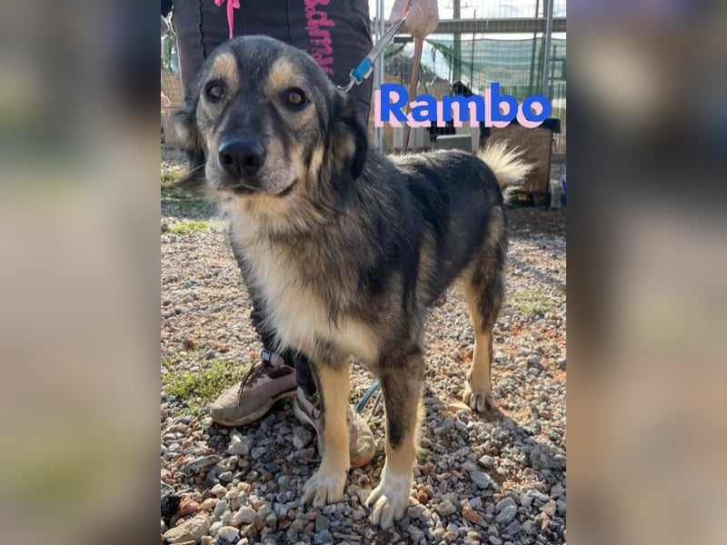 Rambo - sozial und lernwillig