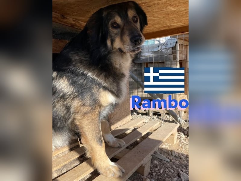 Rambo - sozial und lernwillig