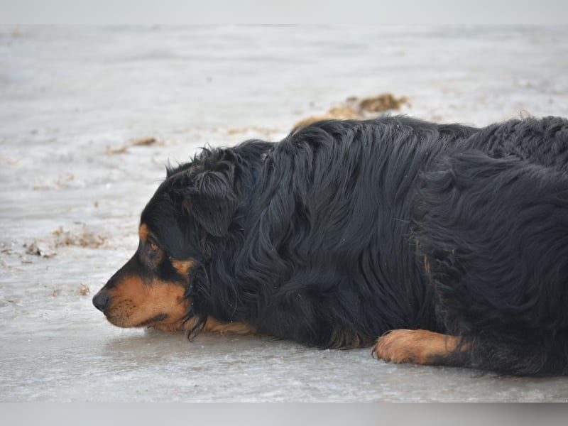 BUBU, ca. 2023 geboren, ausgeglichen und freundlich