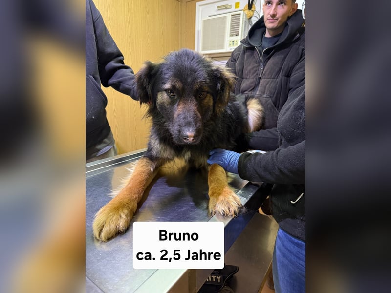Bruno - freundlich und verspielt