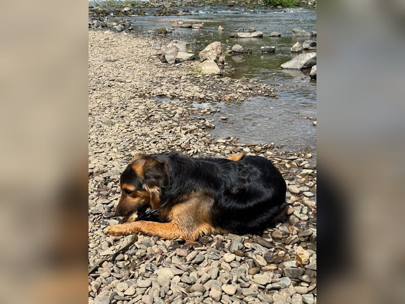 Familie in Not ! Lenny sucht ein neues Zuhause