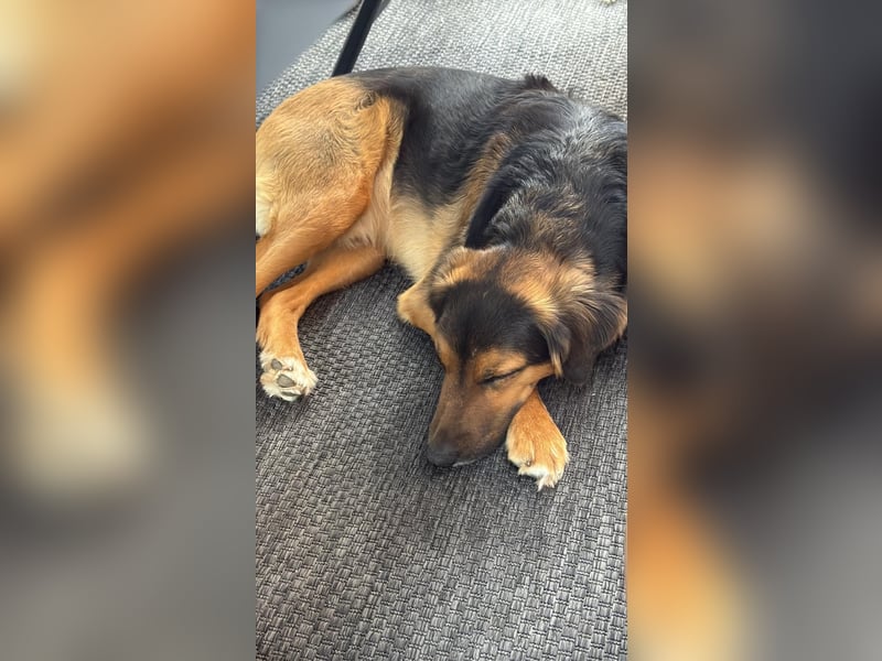 Familie in Not ! Lenny sucht ein neues Zuhause