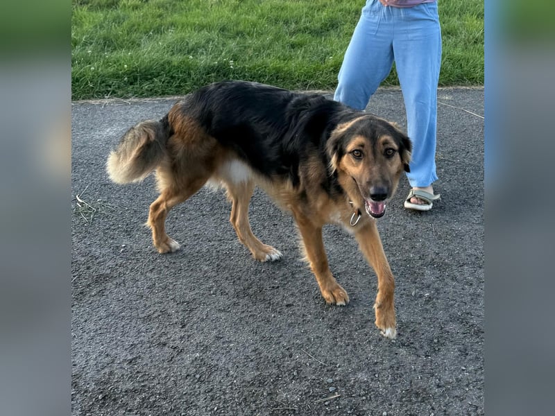 Familie in Not ! Lenny sucht ein neues Zuhause