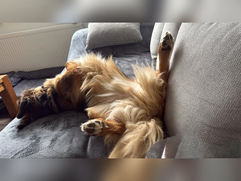 Familie in Not ! Lenny sucht ein neues Zuhause