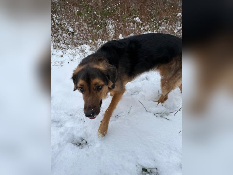 Familie in Not ! Lenny sucht ein neues Zuhause