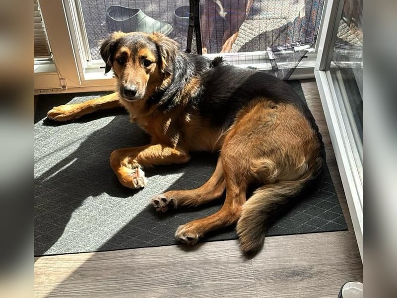 Familie in Not ! Lenny sucht ein neues Zuhause