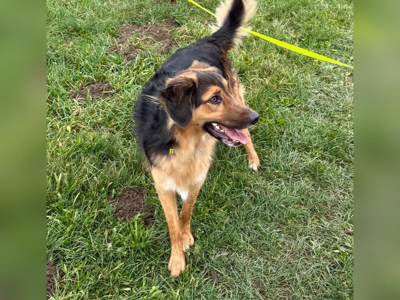 Familie in Not ! Lenny sucht ein neues Zuhause