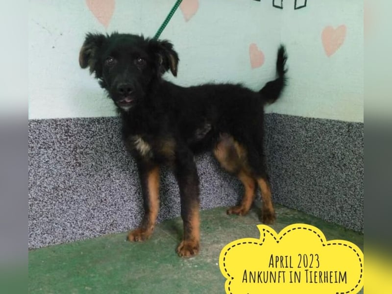 Milan sucht seinen Menschen