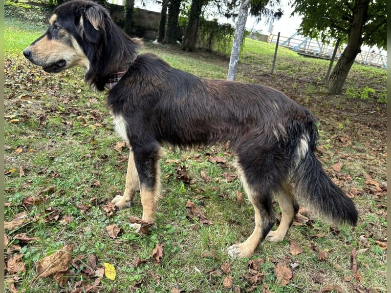 Nacho ein freundlicher junger Rüde