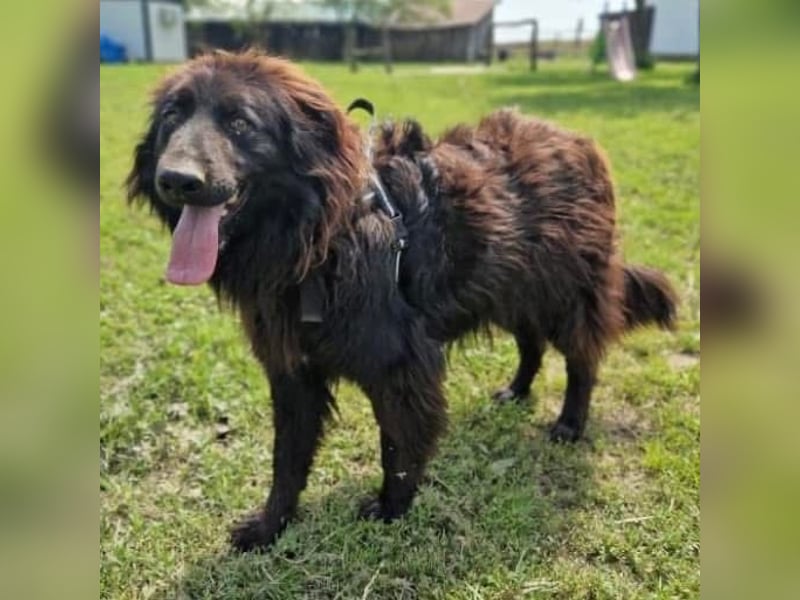 Bosko ein toller Rüde