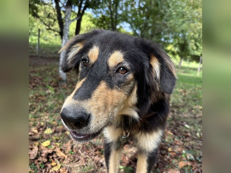 Nacho ein freundlicher junger Rüde