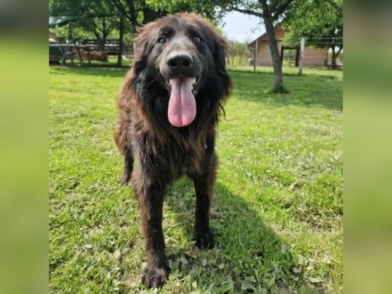 Bosko ein toller Rüde