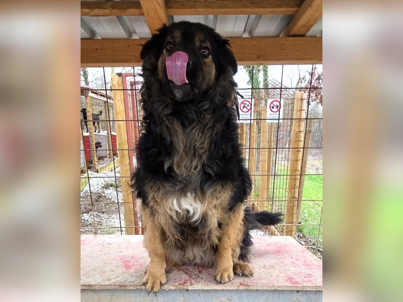 Milan sucht seinen Menschen