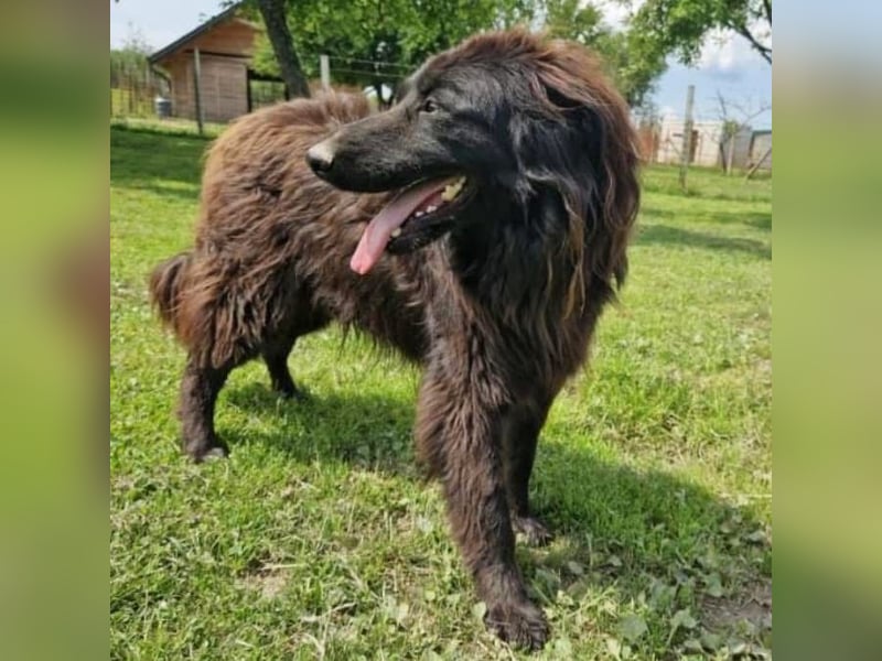 Bosko ein toller Rüde