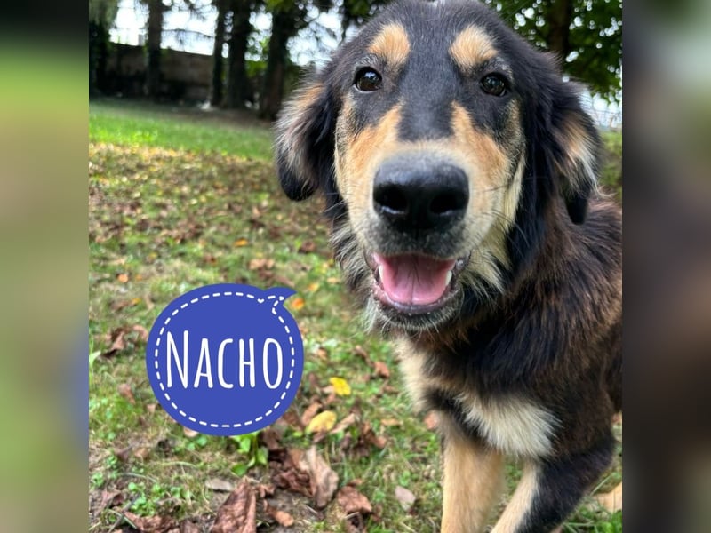 Nacho ein freundlicher junger Rüde