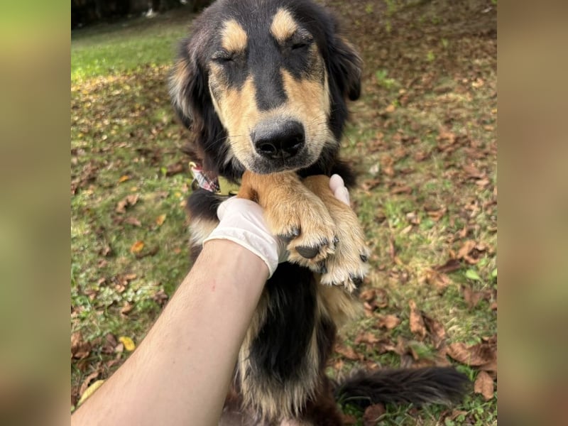 Nacho ein freundlicher junger Rüde
