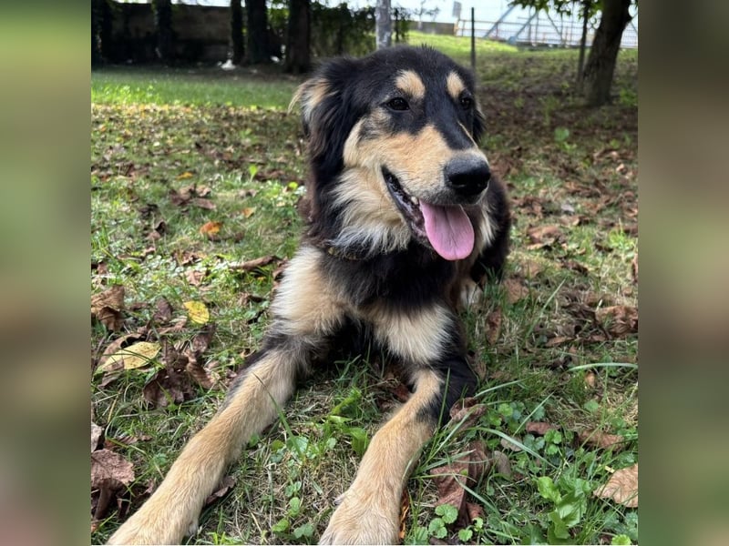 Nacho ein freundlicher junger Rüde