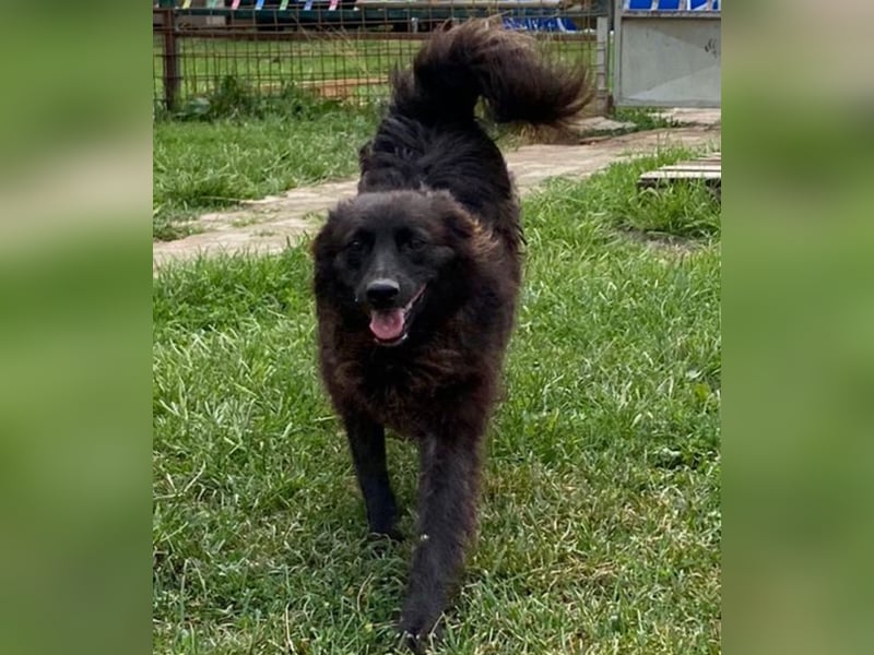 Bosko ein toller Rüde