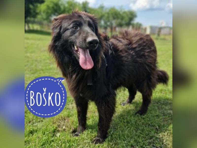 Bosko ein toller Rüde