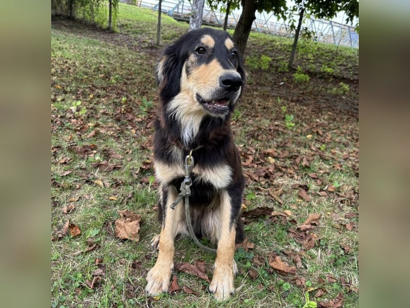 Nacho ein freundlicher junger Rüde