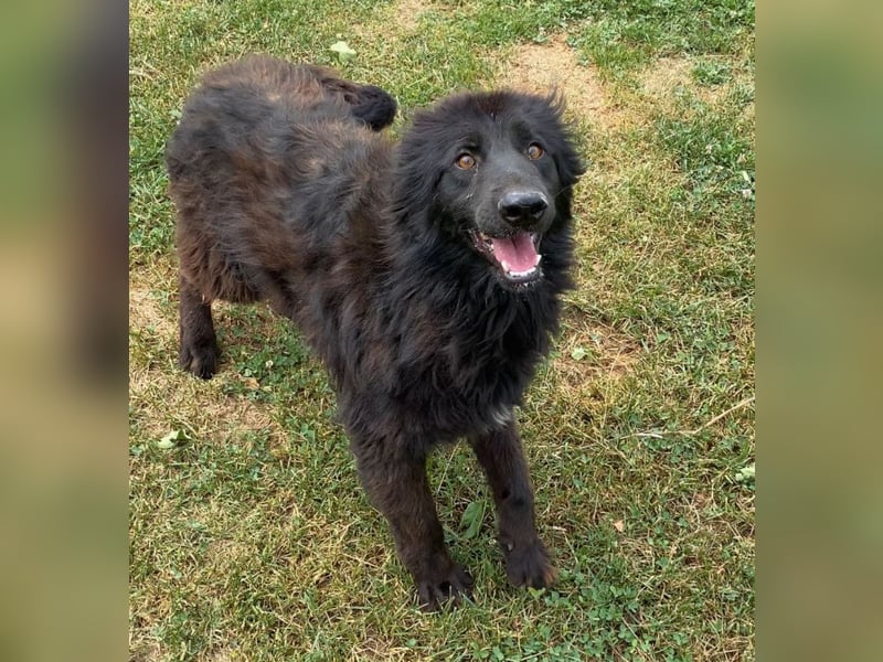 Bosko ein toller Rüde