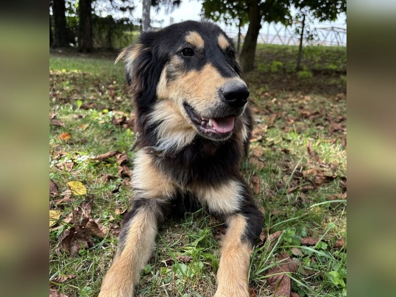 Nacho ein freundlicher junger Rüde