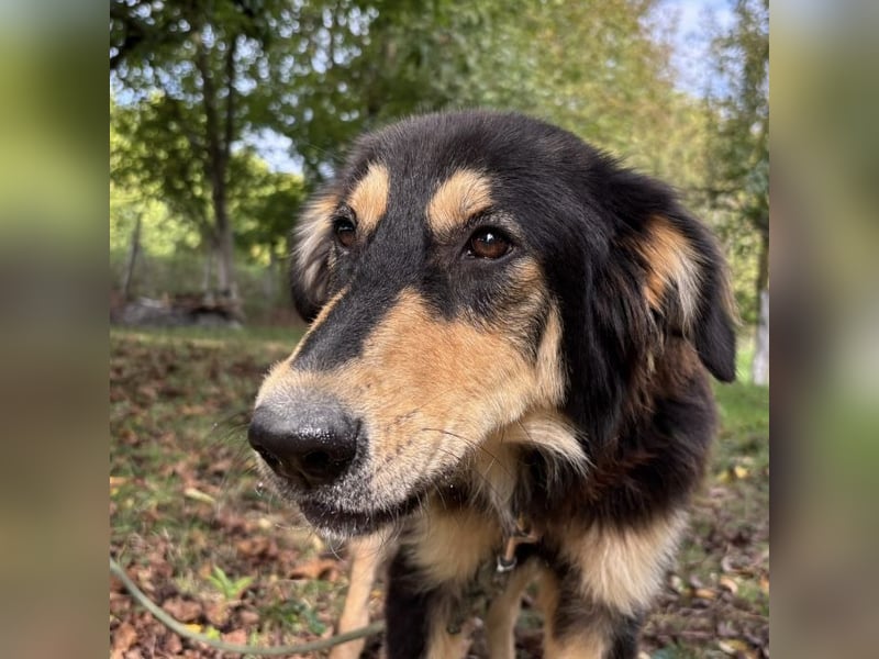 Nacho ein freundlicher junger Rüde