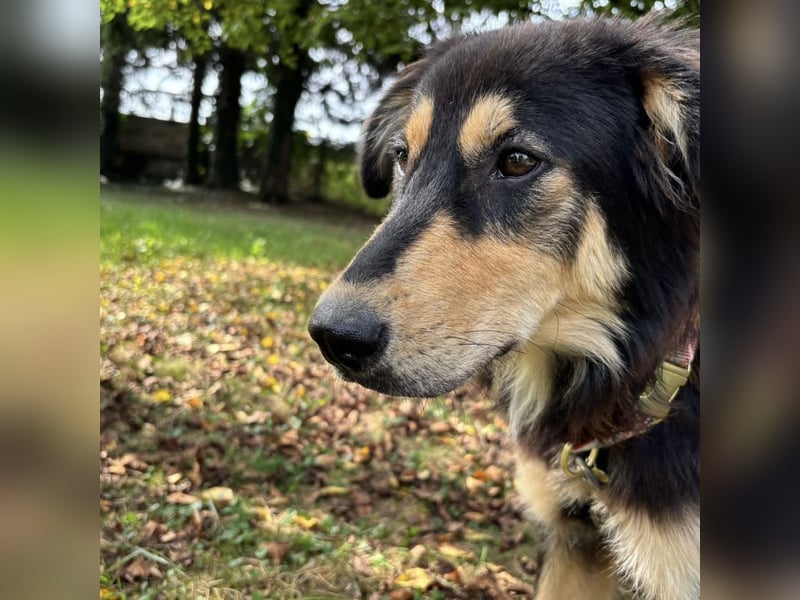 Nacho ein freundlicher junger Rüde