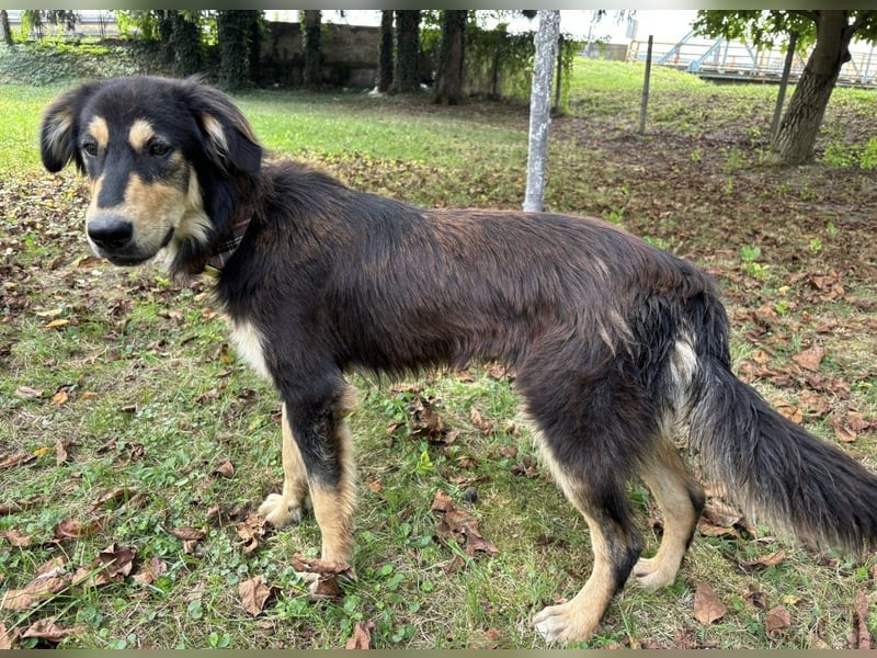 Nacho ein freundlicher junger Rüde