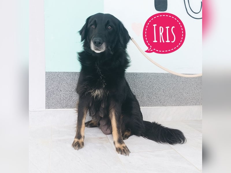 Iris die sanfte wundervolle
