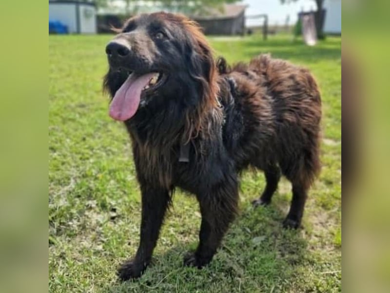 Bosko ein toller Rüde