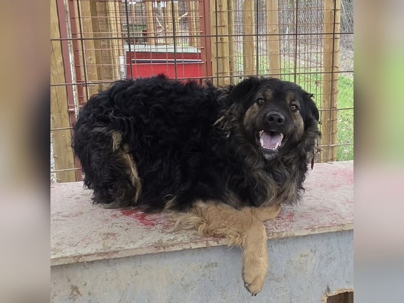 Milan sucht seinen Menschen