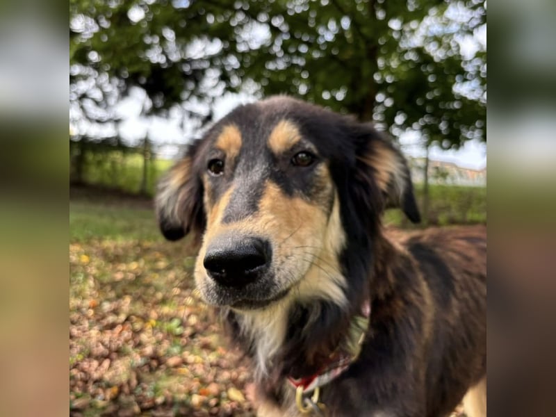 Nacho ein freundlicher junger Rüde