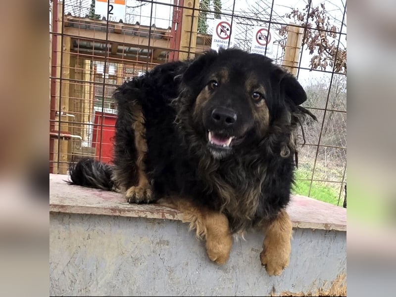 Milan sucht seinen Menschen