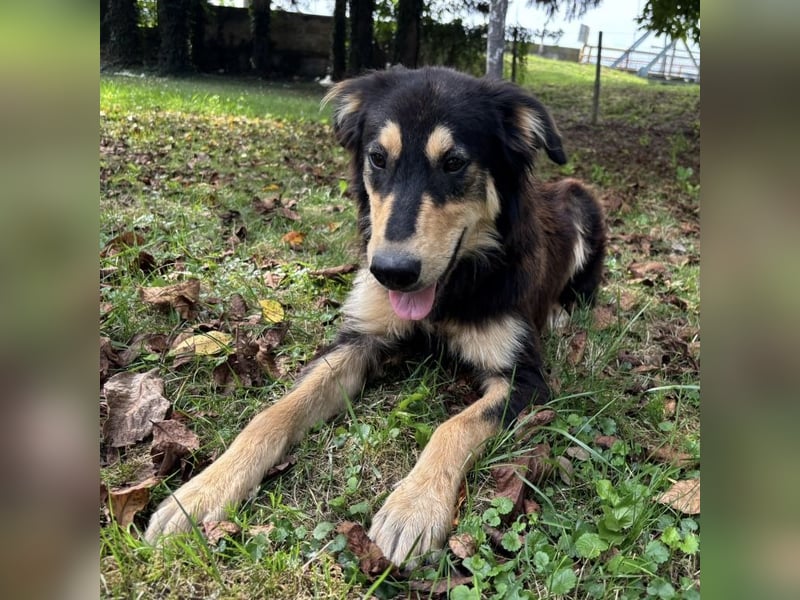 Nacho ein freundlicher junger Rüde