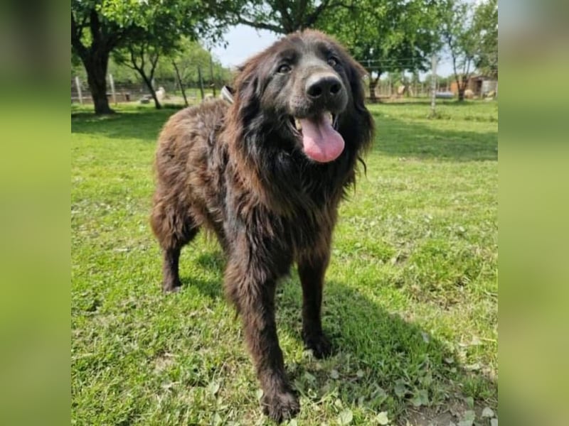 Bosko ein toller Rüde