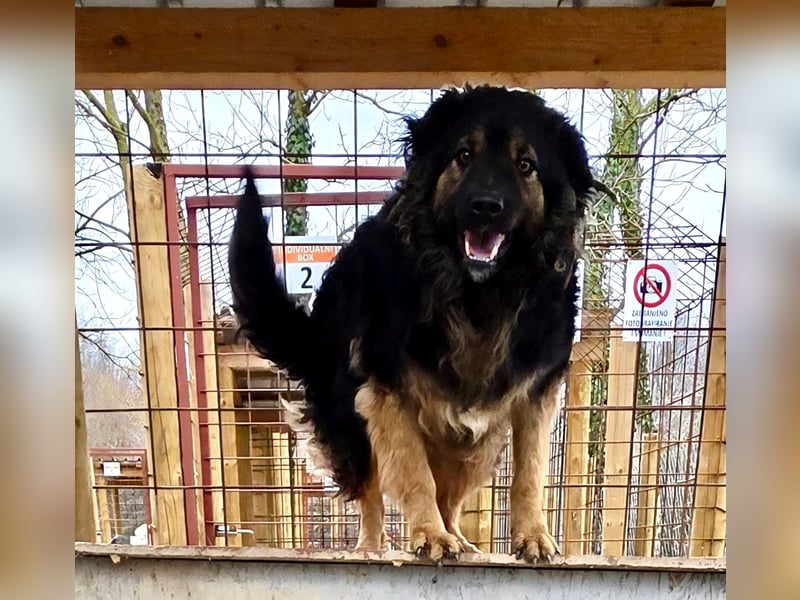 Milan sucht seinen Menschen