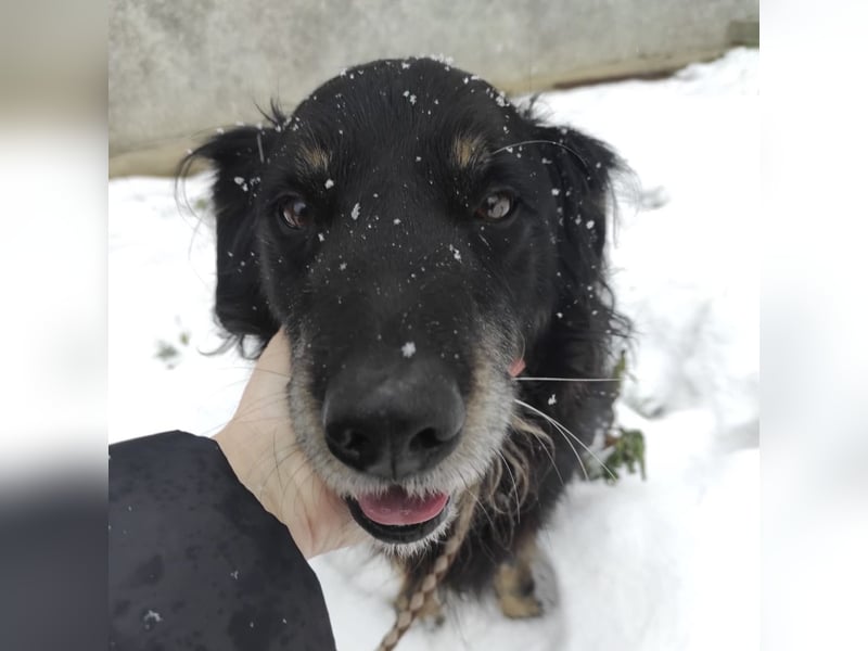 Doro ein freundlicher Schatz