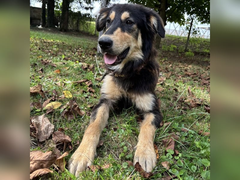 Nacho ein freundlicher junger Rüde