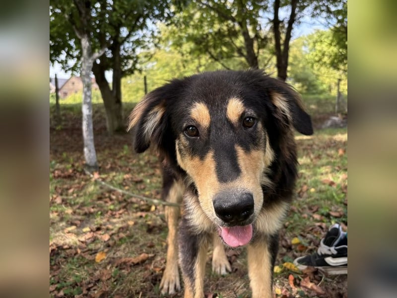 Nacho ein freundlicher junger Rüde