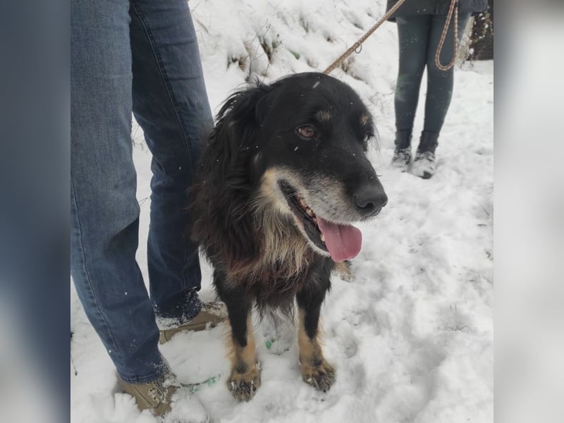 Doro ein freundlicher Schatz