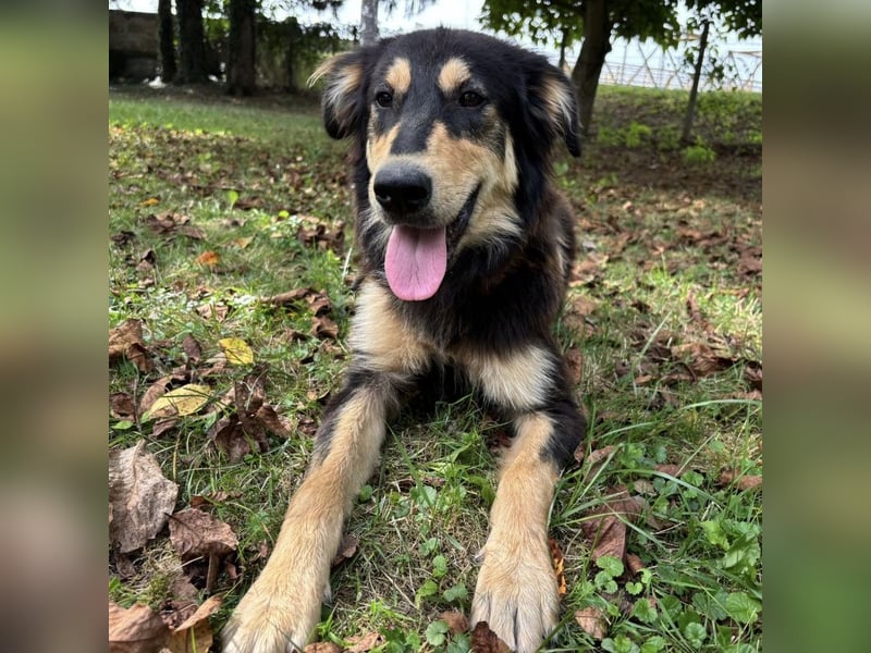 Nacho ein freundlicher junger Rüde