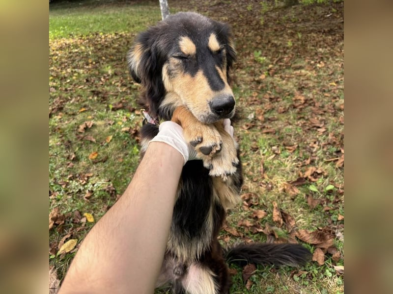 Nacho ein freundlicher junger Rüde